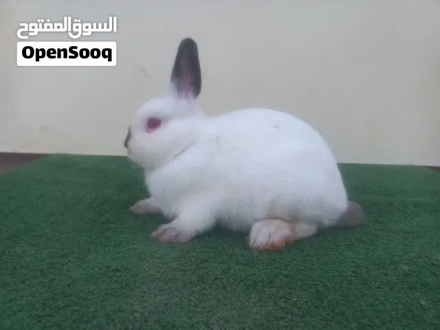 السلام عليكم