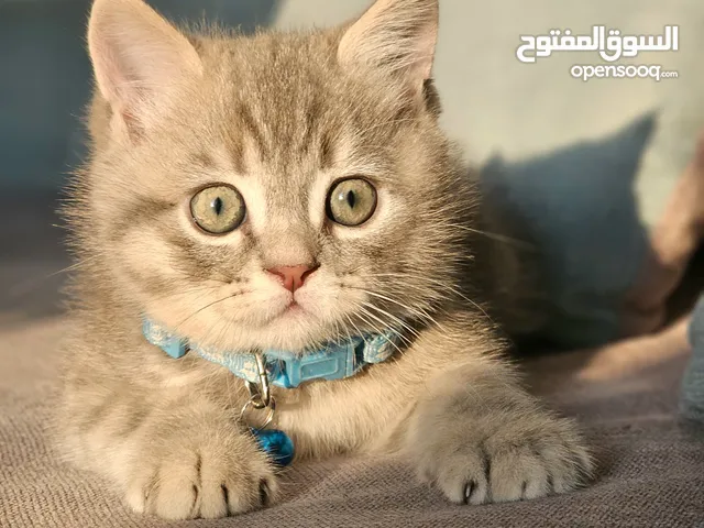 سيبيري شورت هير ستريت