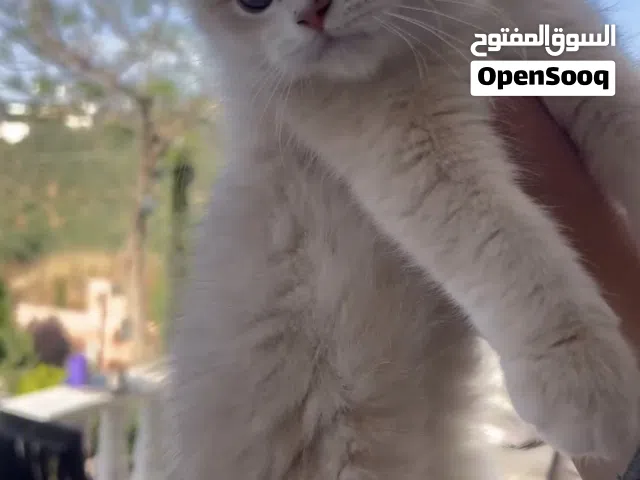 ذكر بريتيش cy12 شورت هير مستوى تيدي بير لاول مره بالمملكة انقى واعلى المستويات