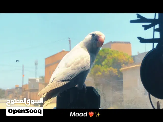 روز مروض فل داخلي مصراته سعر 250