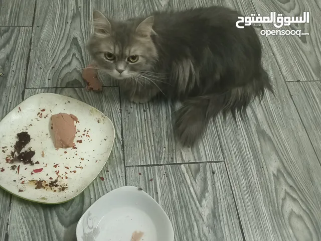 كاد للتبني