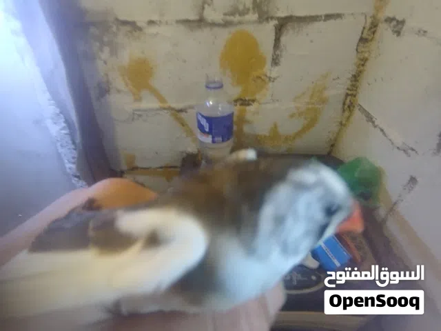 موجود 15 طير زيبرا للبدل 4ازواج شغالة وتحتهم بيض