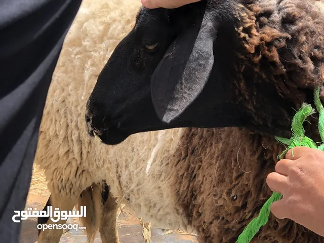 زوز نعاج اول جمع