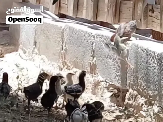 دجاجه مع صيصانها