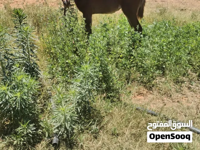 فرس انجليزية تحتها فلو