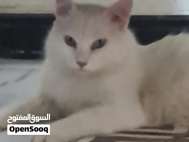 قطة ايجورا تركيه عيون لونين اليفة وجميلة جدا