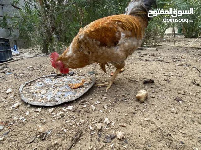 ديك عرب مخلف صحة و نظافة شرط التبزير مال بيت