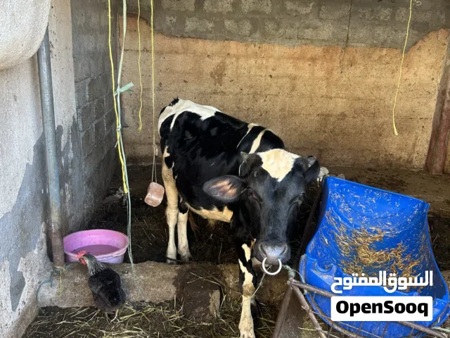 عجل هولندي للبيع
