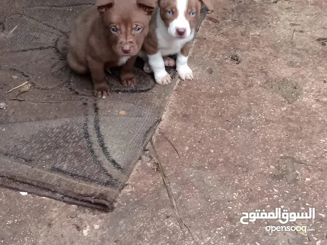 Pitbull for sale