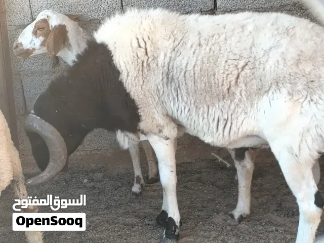 كبش عز ماتكسب سلالته ربي يبارك