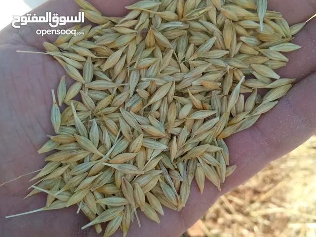 شعير بلدي للبيع
