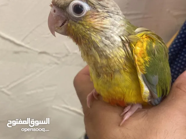 جرين شيك مستوى مرتب  زق يدوي  السعر 65