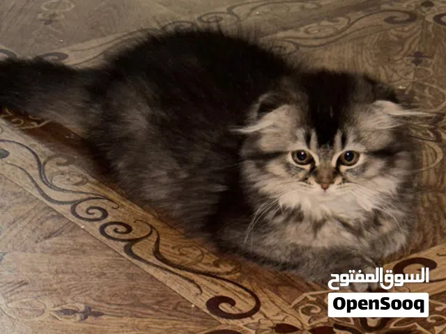 حابه اتبنا قطاوه