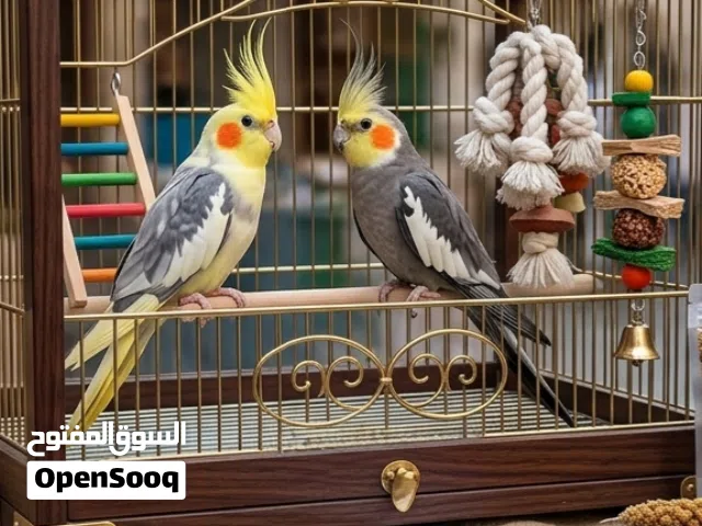 طيور كوكتيل زوج
