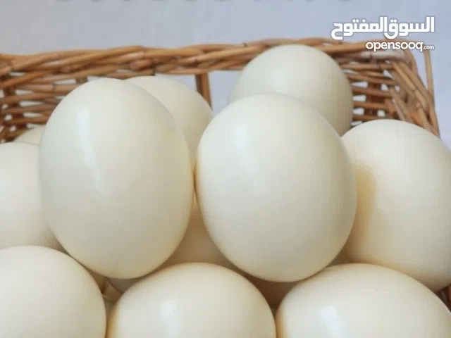 ostrich eggs  1 pic 60 dhe