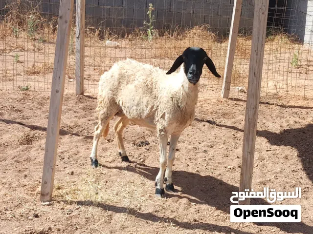 نعجه عشرة للبيع