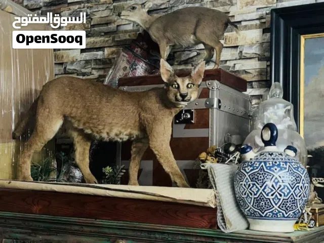 حيوان الوشق العربي محنط