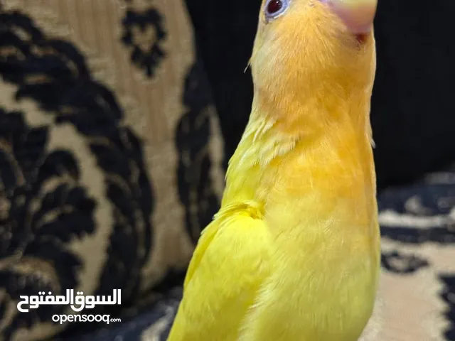 بركديلو روز اورنج لفة تامة ترويض فل الفل الله يبارك