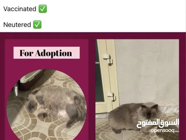 Cat for adoption