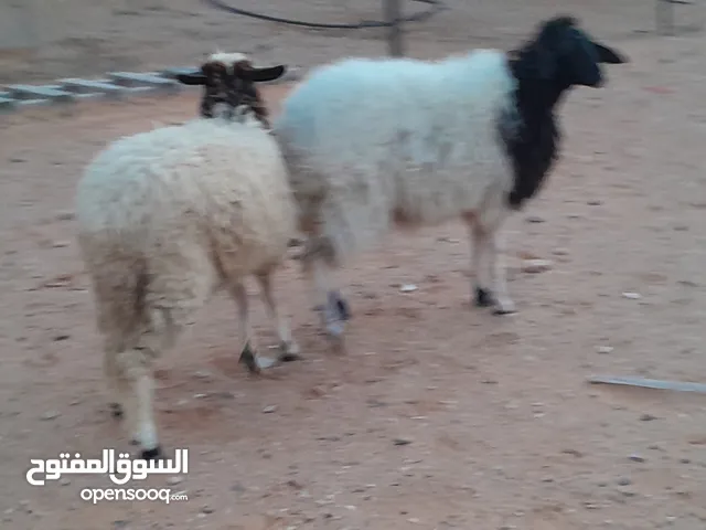 زوز فطايم وطنيات الله يبارك عمرهم 6.و.7شهور محصنات وسليمات من العيوب والامراض