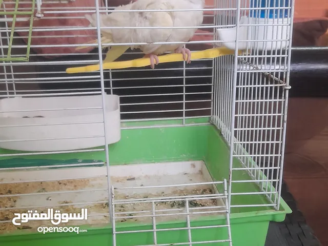 ببغاء كوكتيل اليفا
