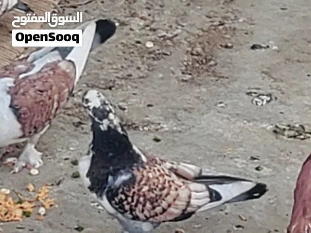 فردين حمام عربي