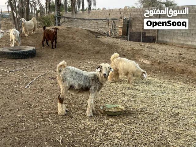 اغنام من حلال الرحبي الأصل صنف جميل ومميز