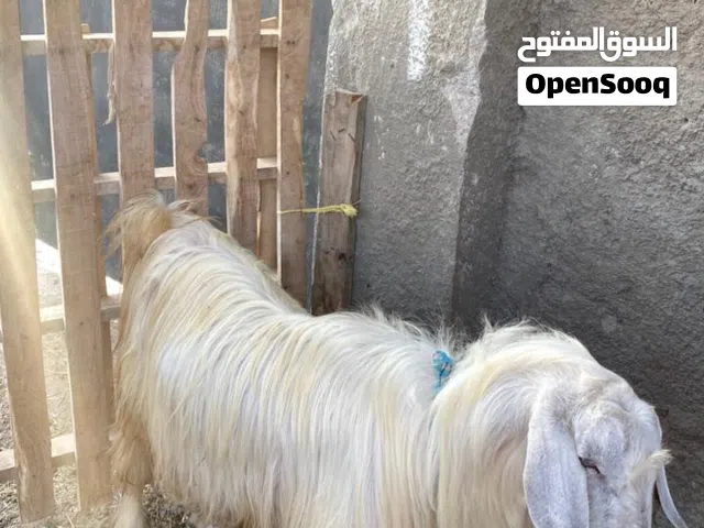استماره بيع تيس جامودي مخصي
