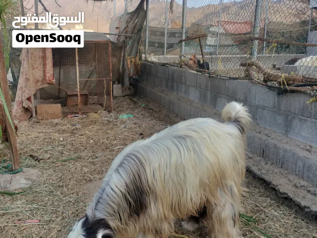 جدايا للبيع