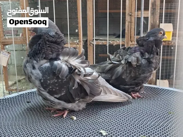 متاح زوج كشكي مستوى قوي الطيور امهاتهن استيراد مال جنايه معروفين الفحل سلفر جك والنثيه دن
