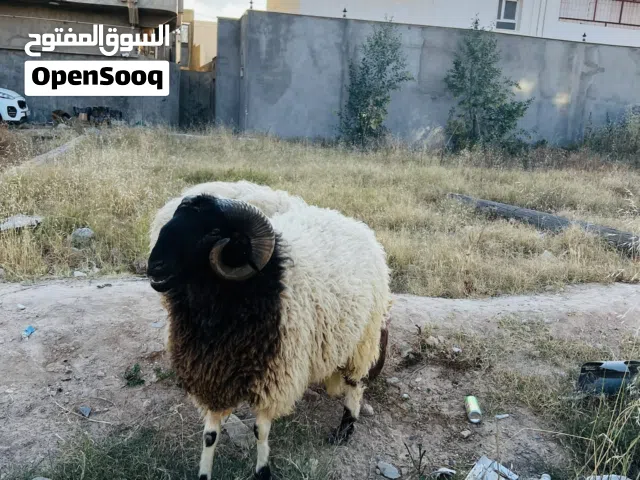 كبش العيد  بسعر حرق