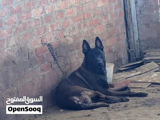 ذكر مالينو من أعلي خطوط الدم في مصر اهالي مستورده الاب داراك والام شربوني قمه التميز في السلاله