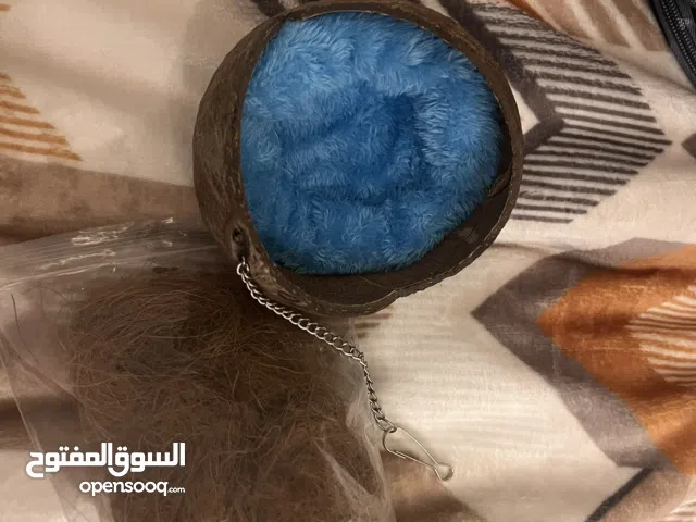 بيت ببغاء عشكل جوز الهند