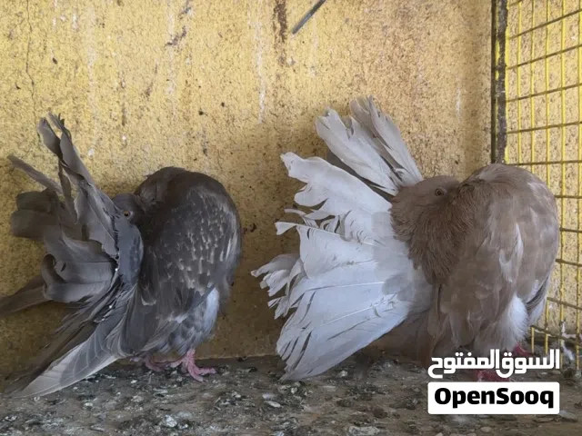 زوج قلم / زوج فانتيل