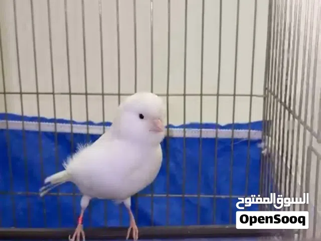 فحلين كنار اشي مرتب و نضيف