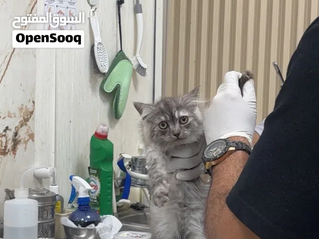 قطه شيرازيه