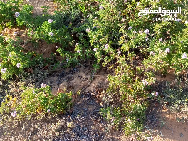 ماء عطر جديد