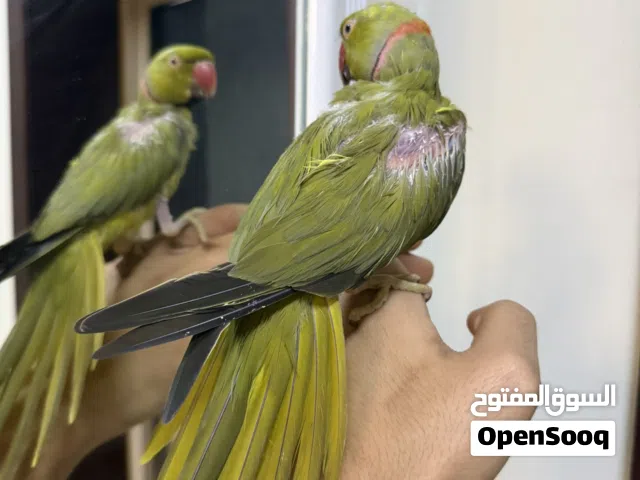 ذكر متو اليف