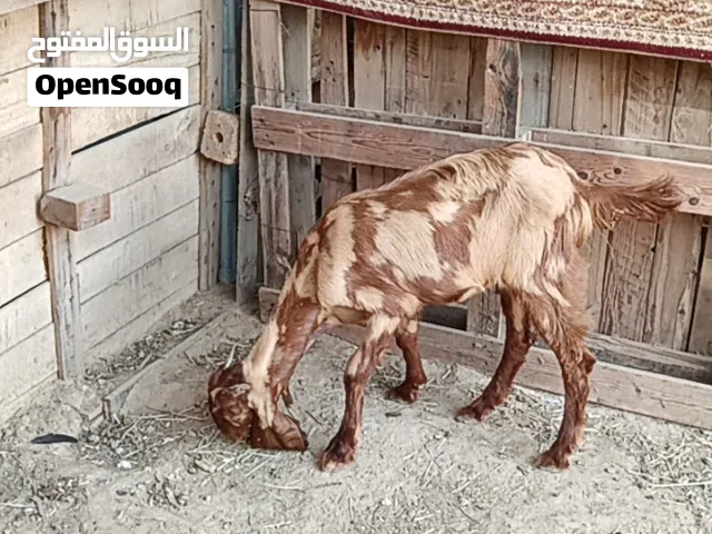 صخله باكستانيه من نوع الفواخر