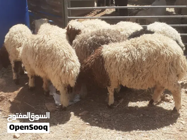سع خرفان +3عبر