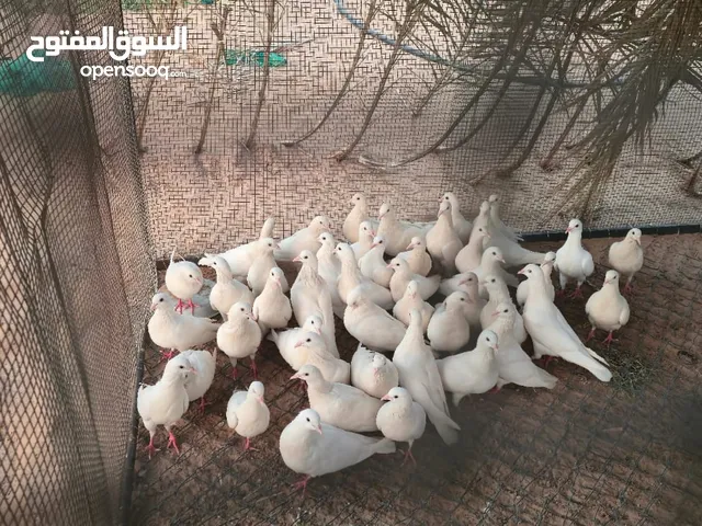 حمام لاحم مناح