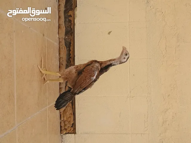 للبيع فرخ ديك فايتر جاي من مستواى قوي عمره شهرين حط سعرك وشيل من الآخر لتواصل
