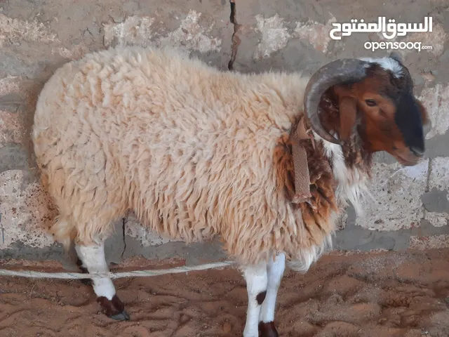 زوز خرفان ربي يبارك اغلاظ ونظاف مش امبدلات للبيع المكان طرابلس سوق الجمعة
