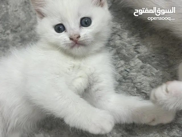 قطط كتن 40 يوم