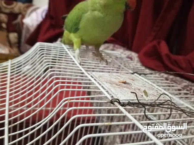 ببغاء أنثى الدرة معروض للبيع إذا به مشتري أنا بياع والا مطلوب زوج ذكر للببغاء ولكم جزيل الشكر