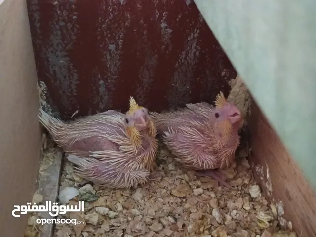 طيور كوكتيل فراخ للزق اليدوي