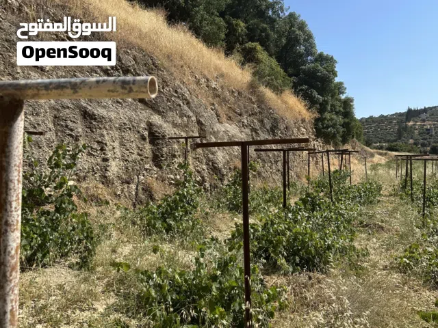 فرصة استثمارية مزرعة تربية دواجن مرخصة للبيع من المالك مباشرة