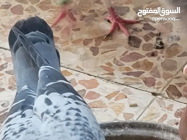 سلام عليكم حمام زاجل كويتي اقره الوصف