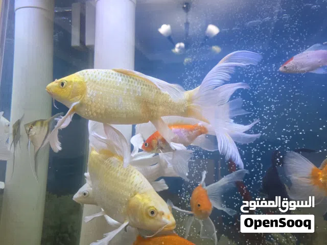 4 سمكات من نوع سمك الكوي (Koi Fish) 2 بيضاء اللون و 2 صفراء اللون