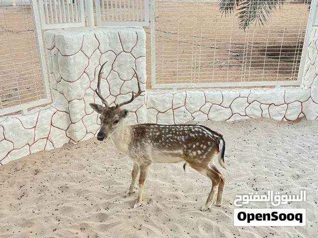 غزال فلودير ذكر